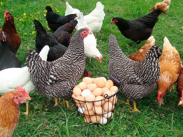 Содержание кур и уход за ними | ЗооТом - продажа, вязка и услуги для животных в Новоалександровске Содержание кур и уход за ними | ЗооТом - продажа, вязка и услуги для животных в Новоалександровске