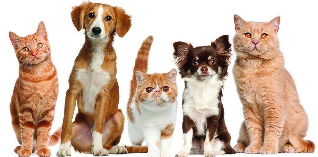 Доска объявлений о животных | ЗооТом - продажа, вязка и услуги для животных в Новоалександровске