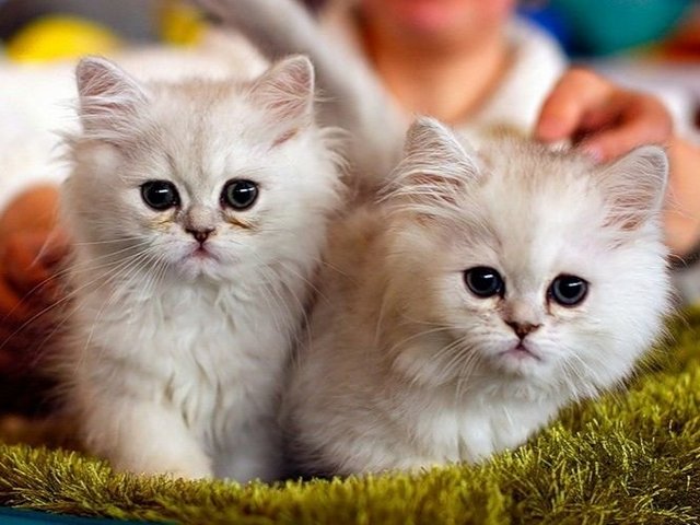 Породы кошек в Новоалександровске | ЗооТом портал о животных