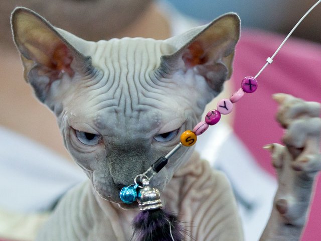 Выставки кошек в Новоалександровске | ЗооТом портал о животных