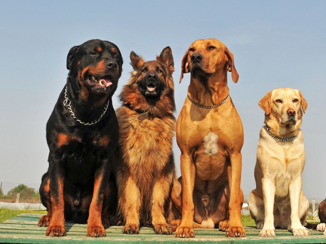 Крупные породы собак в Новоалександровске | ЗооТом портал о животных